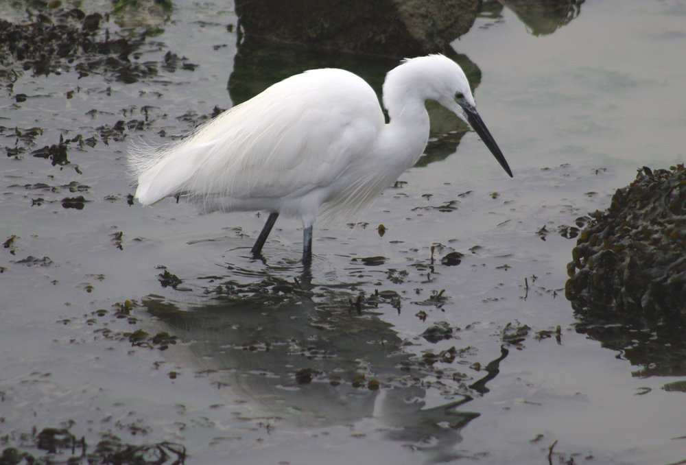 Egret