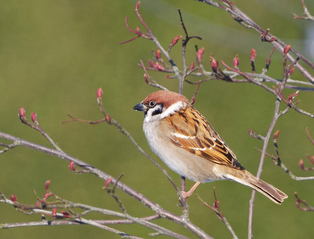 Eurasian Tree Sparrow (2)