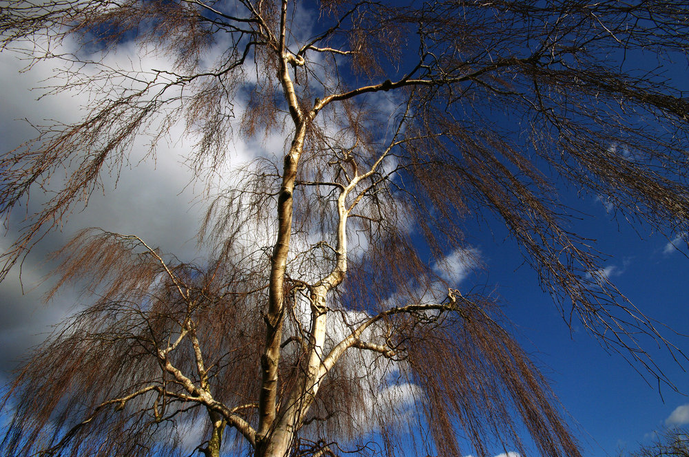 Every cloud has a "Silver"..birch lining!