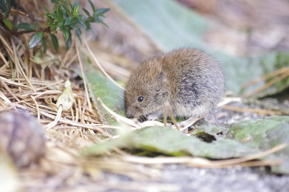 Field Mouse