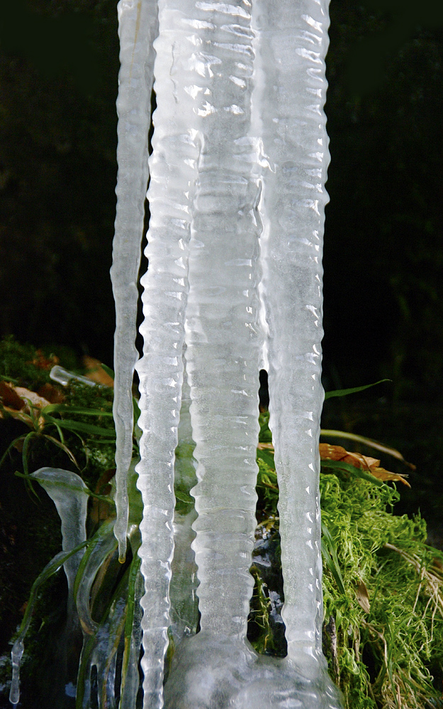 Floristic Ice