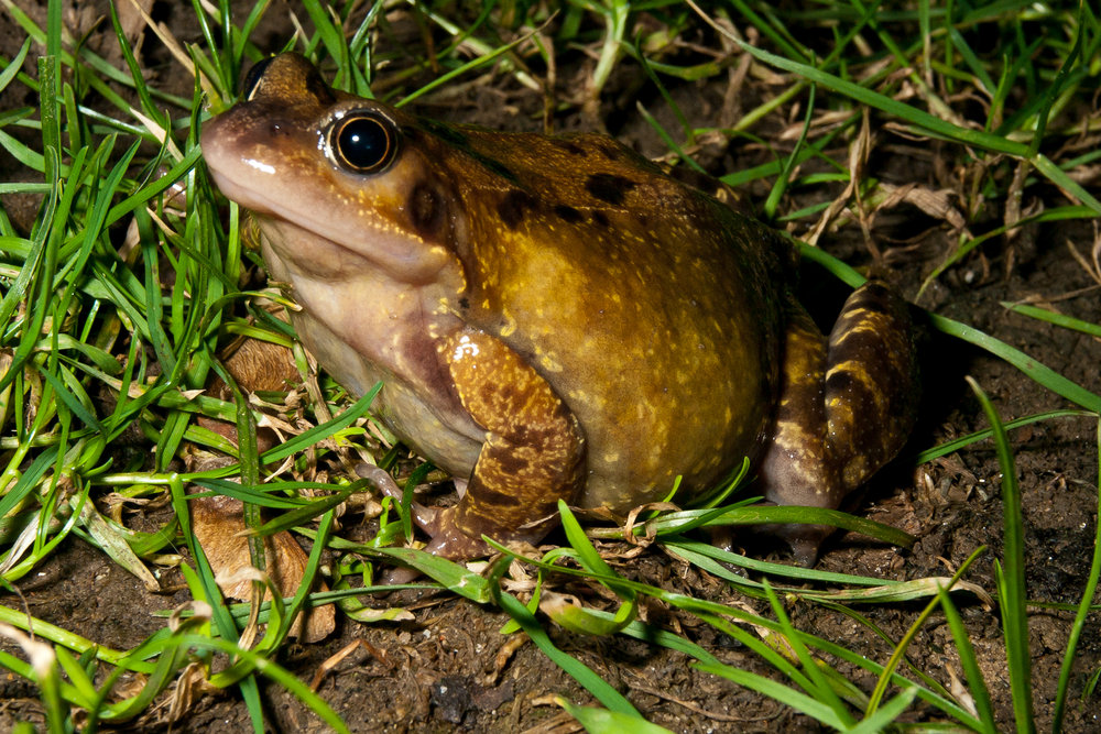 Frog