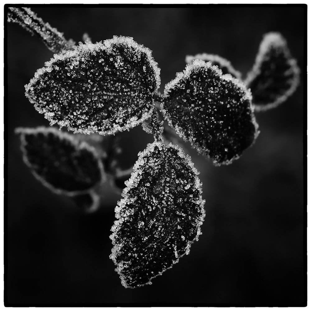 Frosted
