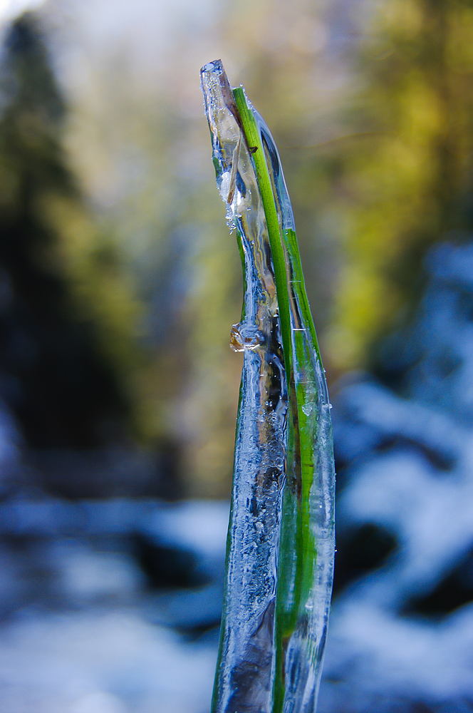 frozen leaf