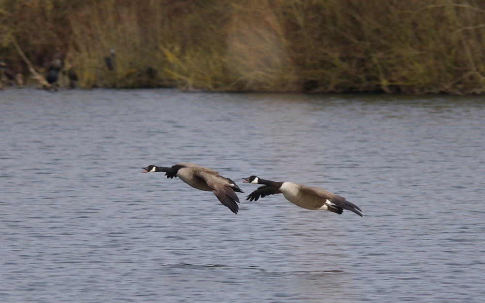 geese landing