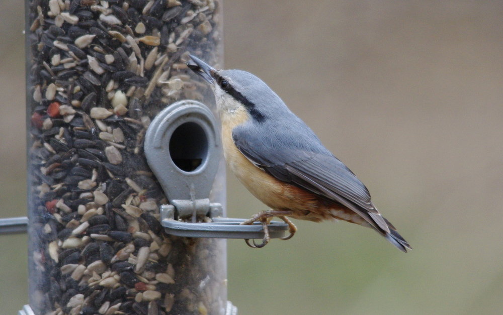 nuthatch