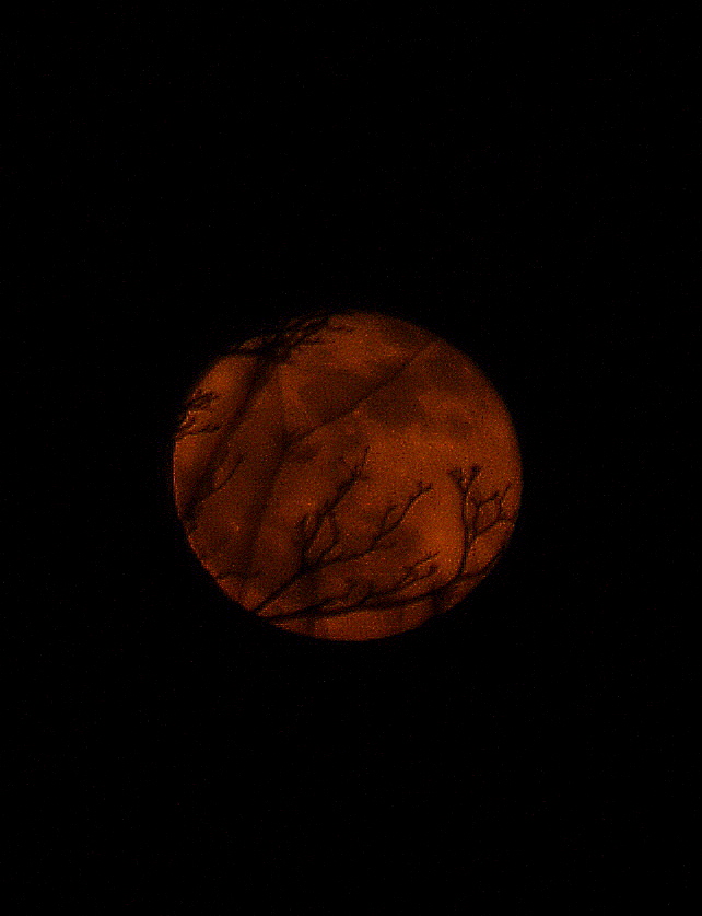 Orange Moon.