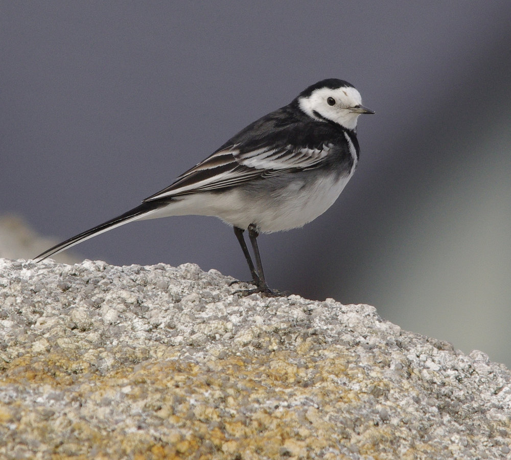 Pied Wagtail
