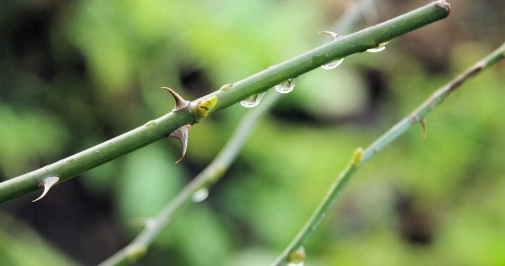 Raindrops on rose thorns.
