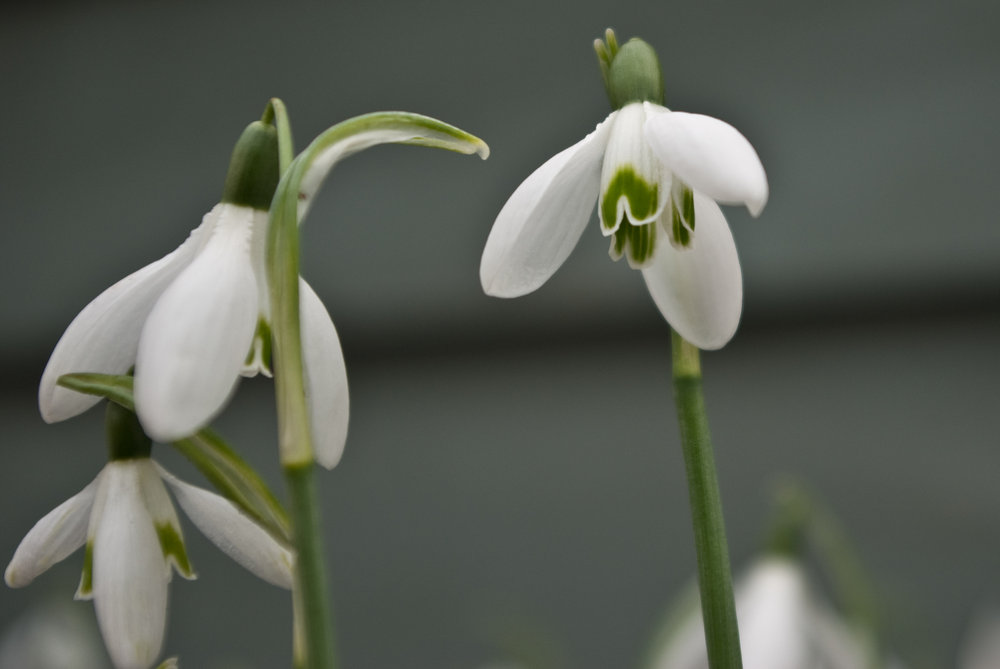 Snow Drops