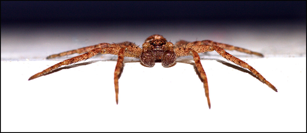 Spider, window-cill, Saturday.