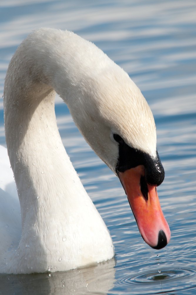 Swan