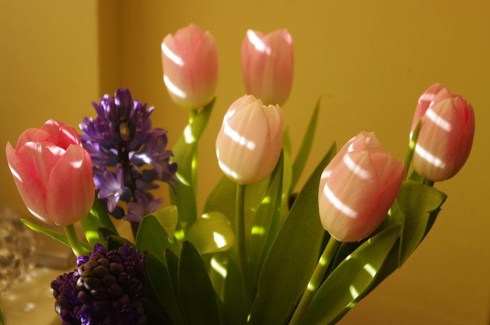 Tulips and Hyacinths in the sunlight.