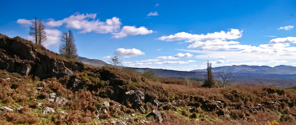 Welsh Mountain