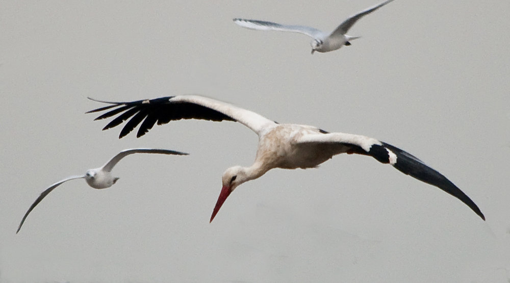 White Stork