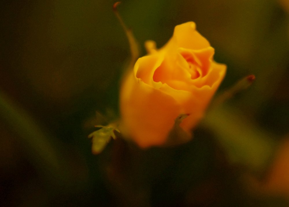 Yellow Rose Bud.