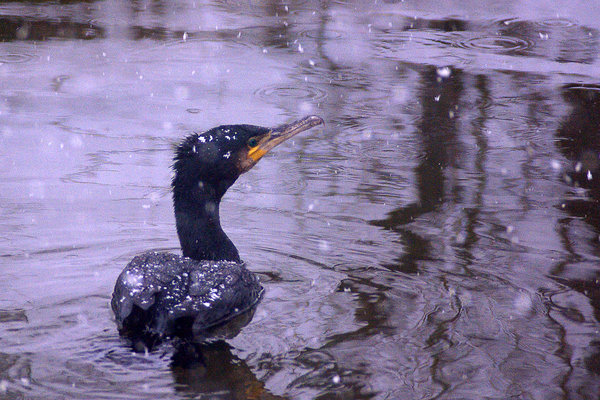 A Shag