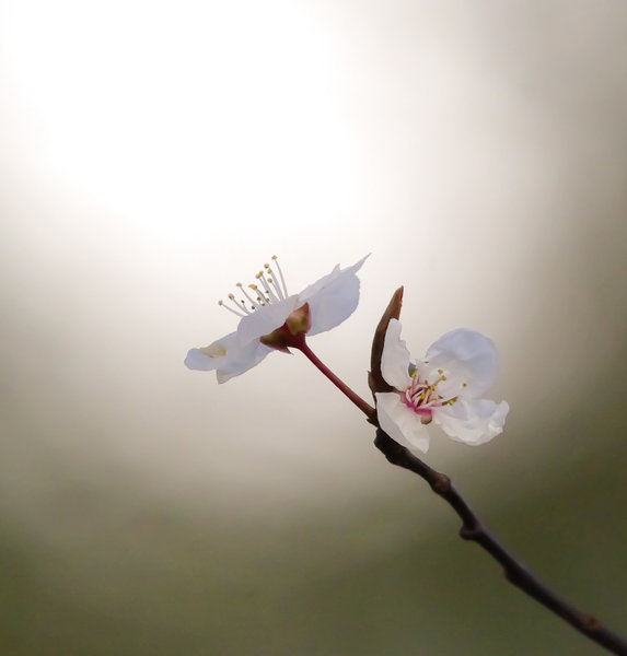 and the cherry begins to blossom...