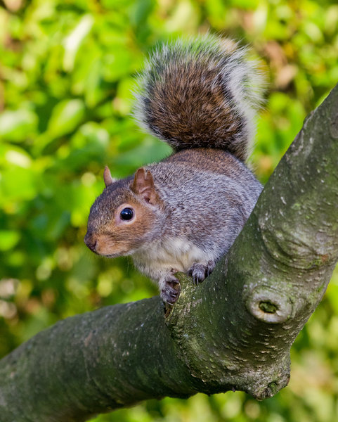 Any nuts?