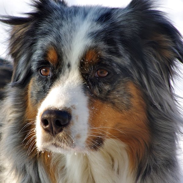 Australian shepherd dog