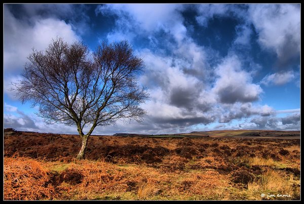 Baslow Tree
