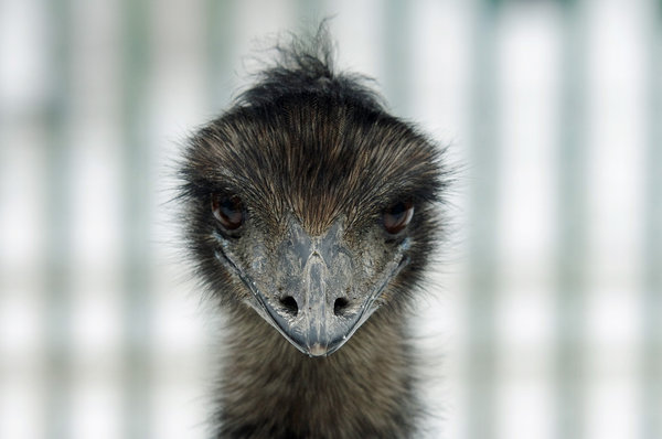 Before the beak