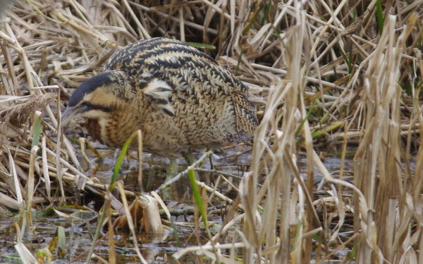 bittern