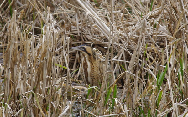 bittern
