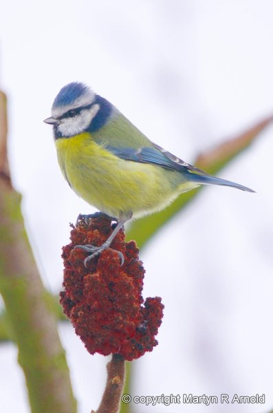 Blue Tit (crop)