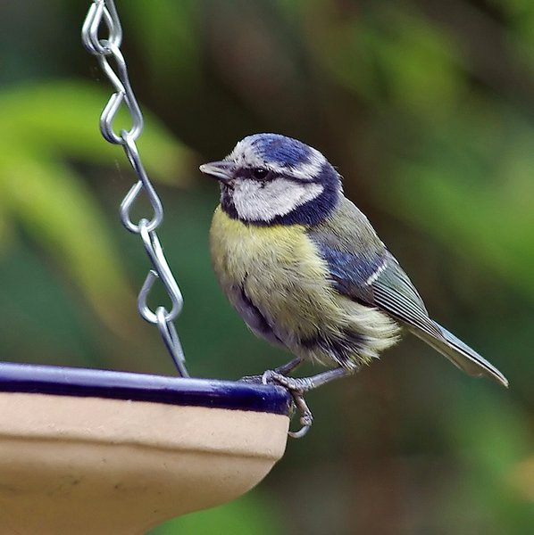 Blue tit