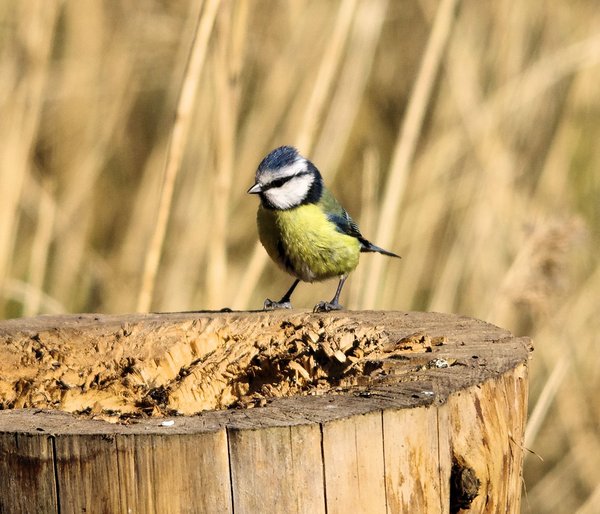 Blue Tit