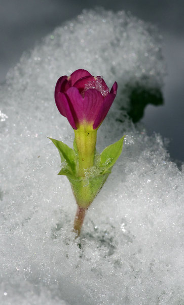 Brave Little Flower