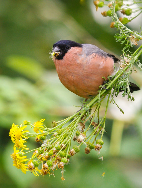 Bullfinch on Ragwort