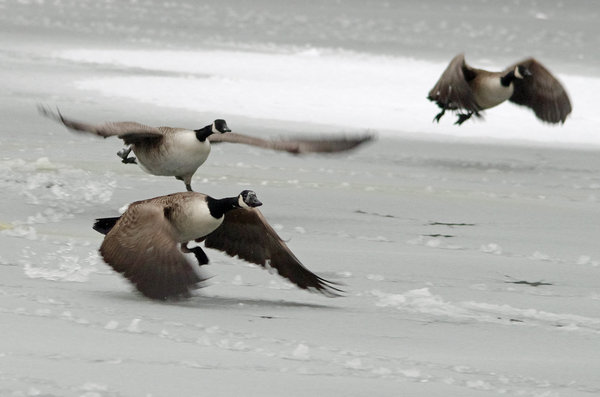 Charge of the flight brigade