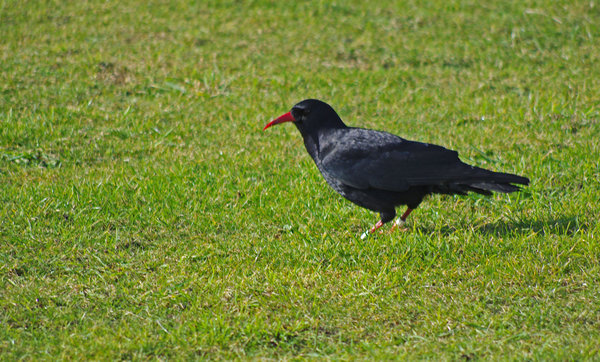 Chough(ed) again