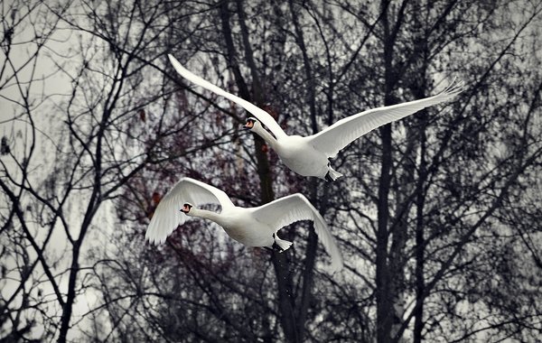 Close Formation