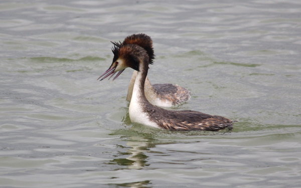 courting grebes