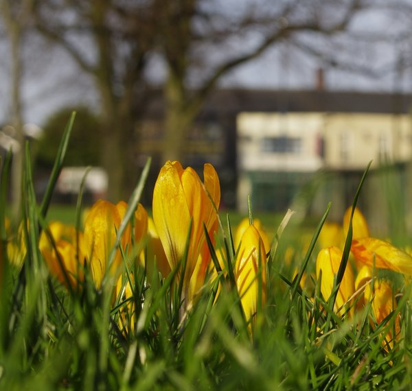 Crocus in the grass.