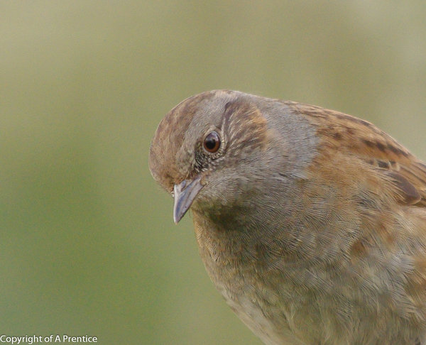 Danny The Dunnock