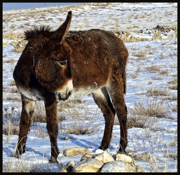 Donkey
