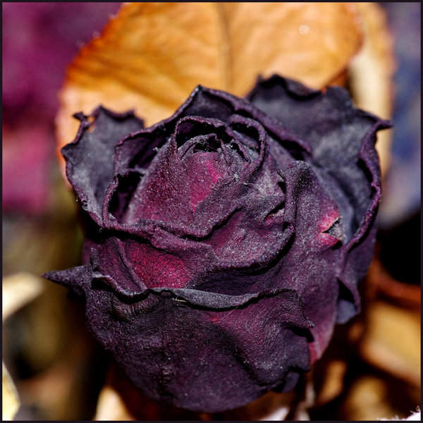 Dried and Dusted