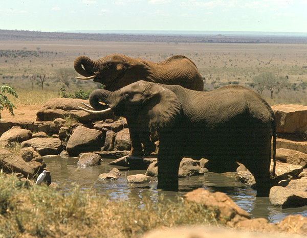 Elephants at Salt Lick waterhole