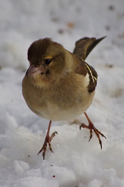 Female chaffinch