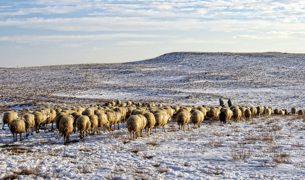 Flock Returning to Fold