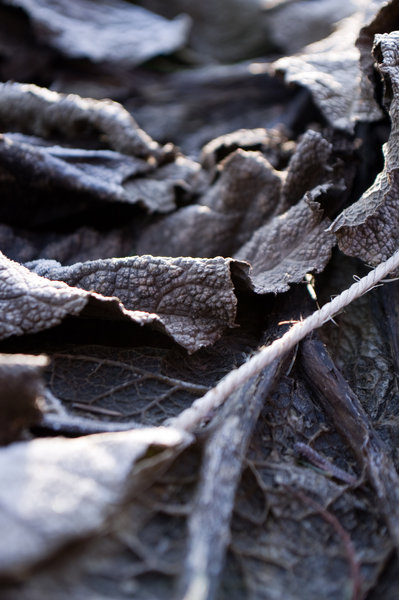 Frozen Leaves