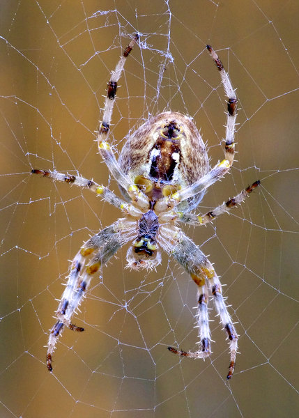Garden Spider