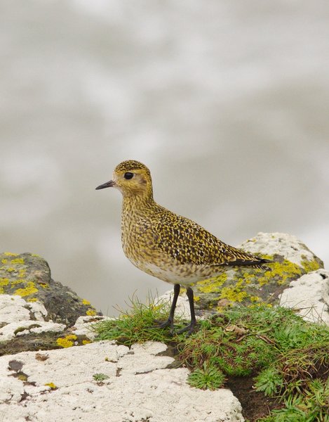 Golden Plover