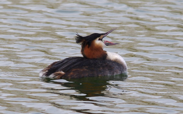 great crested grebe