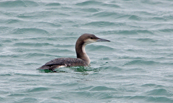 Great Northern Diver