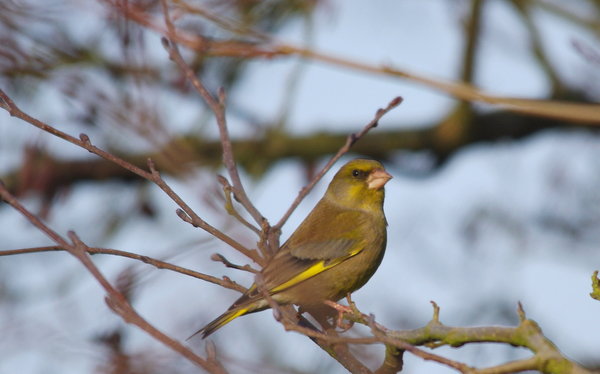 greenfinch